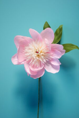 Paper bowl of beauty peony
