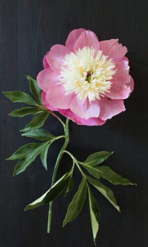 Bowl of Beauty Peony