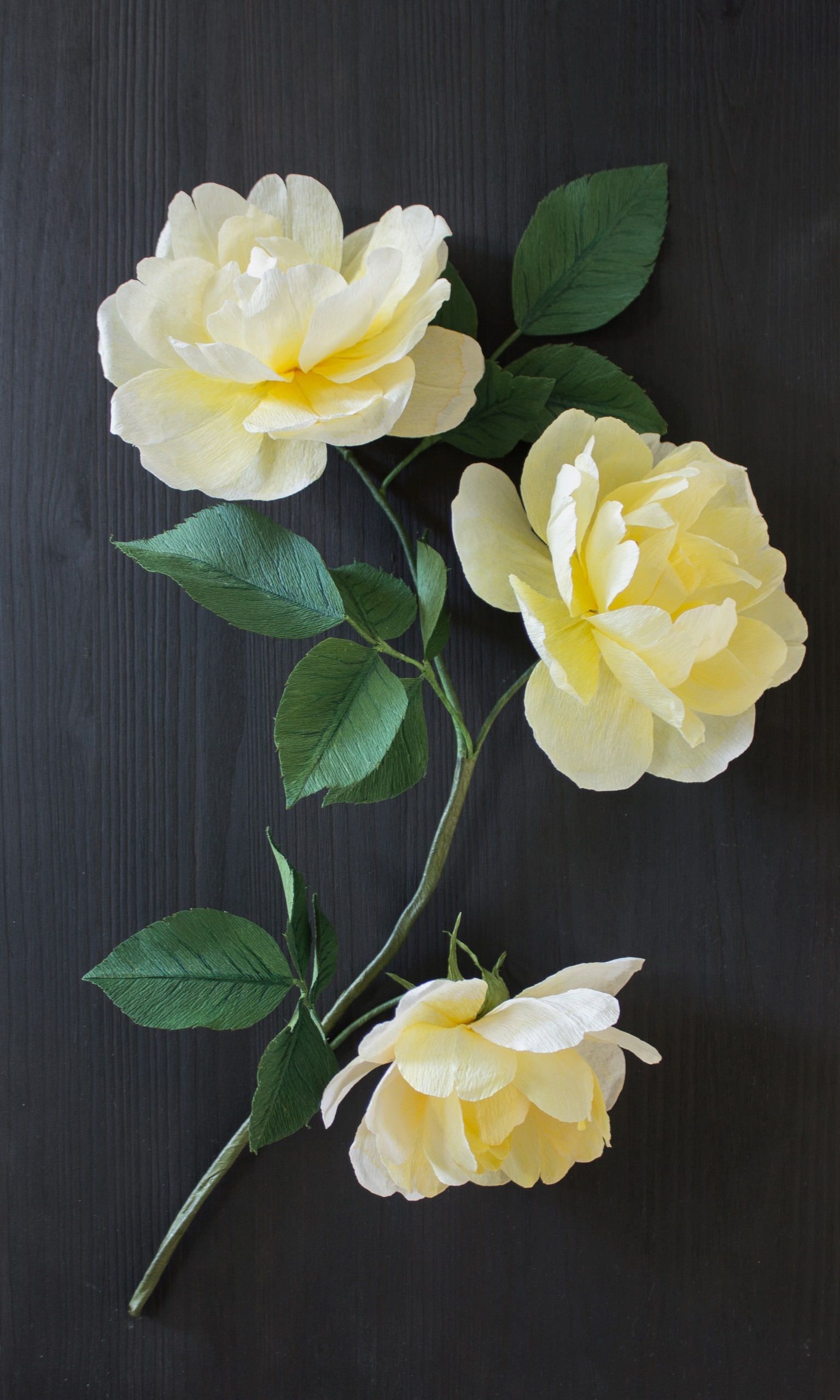 Close up of three paper roses in golden yellow with dark green leaves. Mounted on dark wood and set in an acrylic case