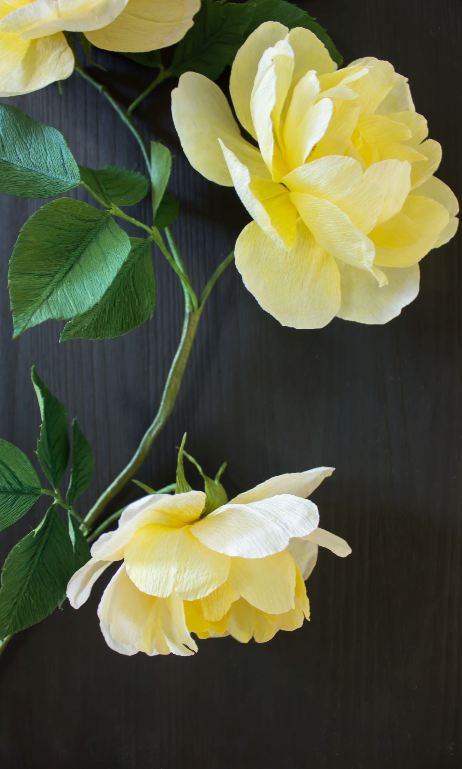 Close up of paper roses in golden yellow with dark green leaves. Mounted on dark wood