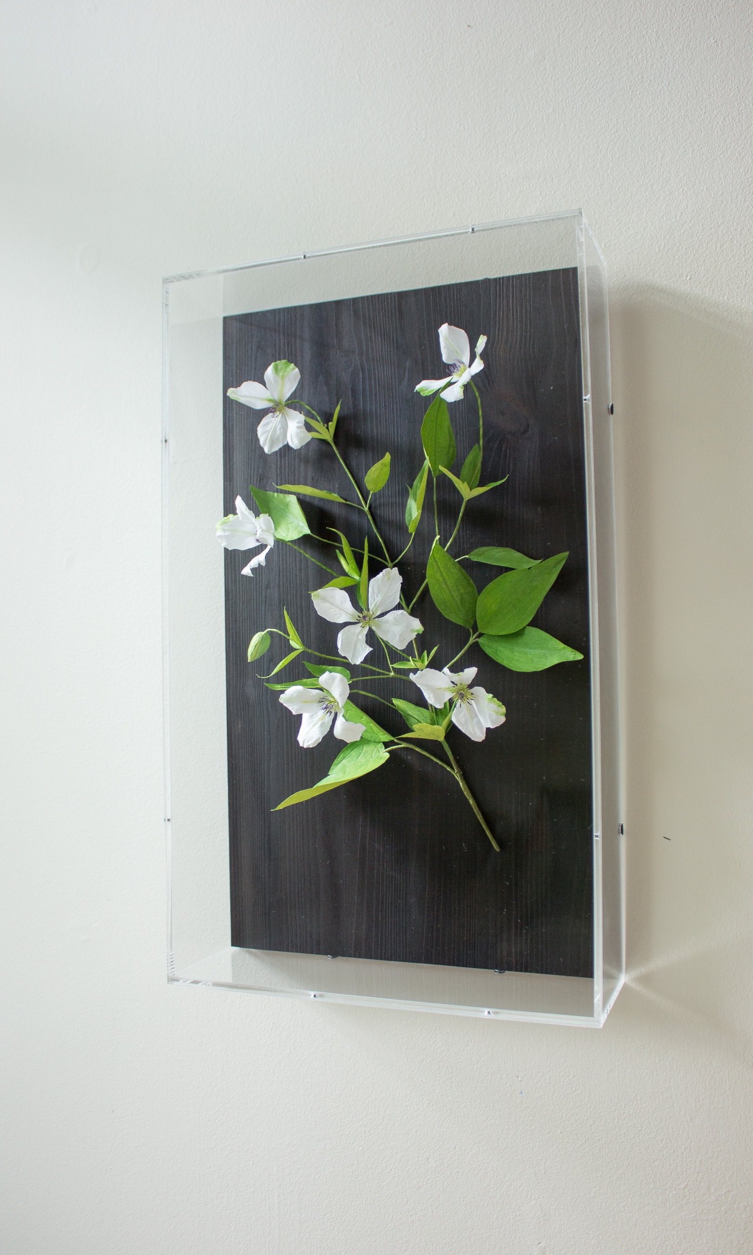 Paper clematis vine with five white flowers and lots of green paper leaves, mounted on dark wood and hung on a wall.