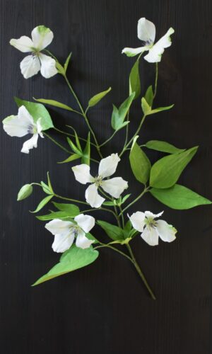 Paper clematis vine with five white flowers and lots of green paper leaves, mounted on dark wood