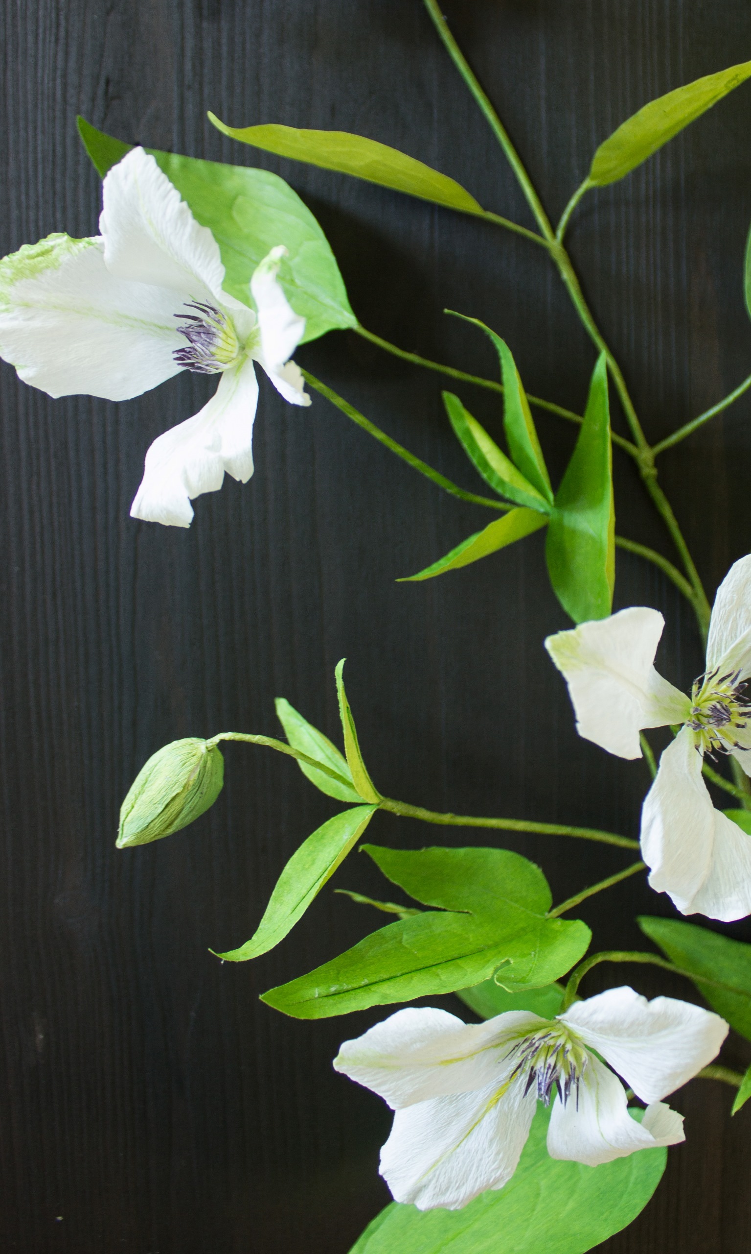Close up of paper clematis vine with white flowers and green paper leaves, mounted on dark wood