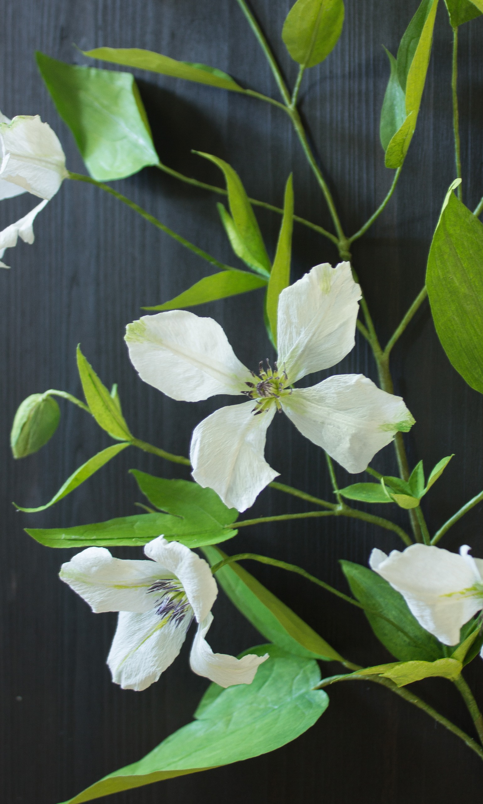 Close up of paper clematis vine with white flowers and green paper leaves, mounted on dark wood