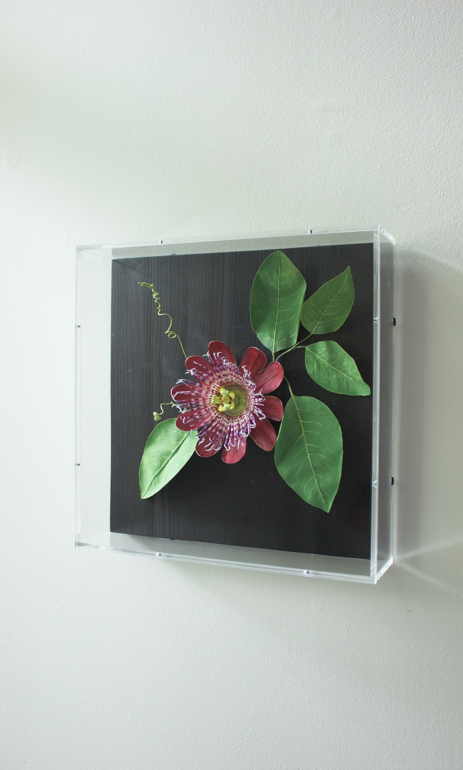Paper passion flower in red with bright green leaves and spiralling tendrils on a square dark wood back in an acrylic case and hung on a wall.