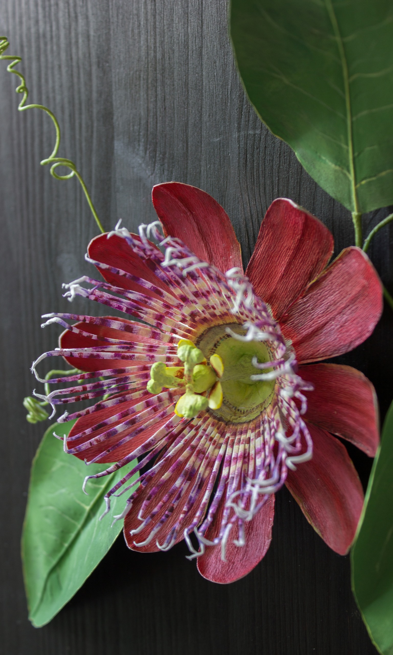 Close up paper passion flower in red with bright green leaves and spiralling tendrils on a square dark wood back.