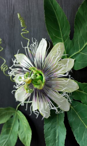 Close up of a paper passion flower with pale green petals purple curly and spikey centre, bright green leaves and spiralling tendrils on a square dark wood back.