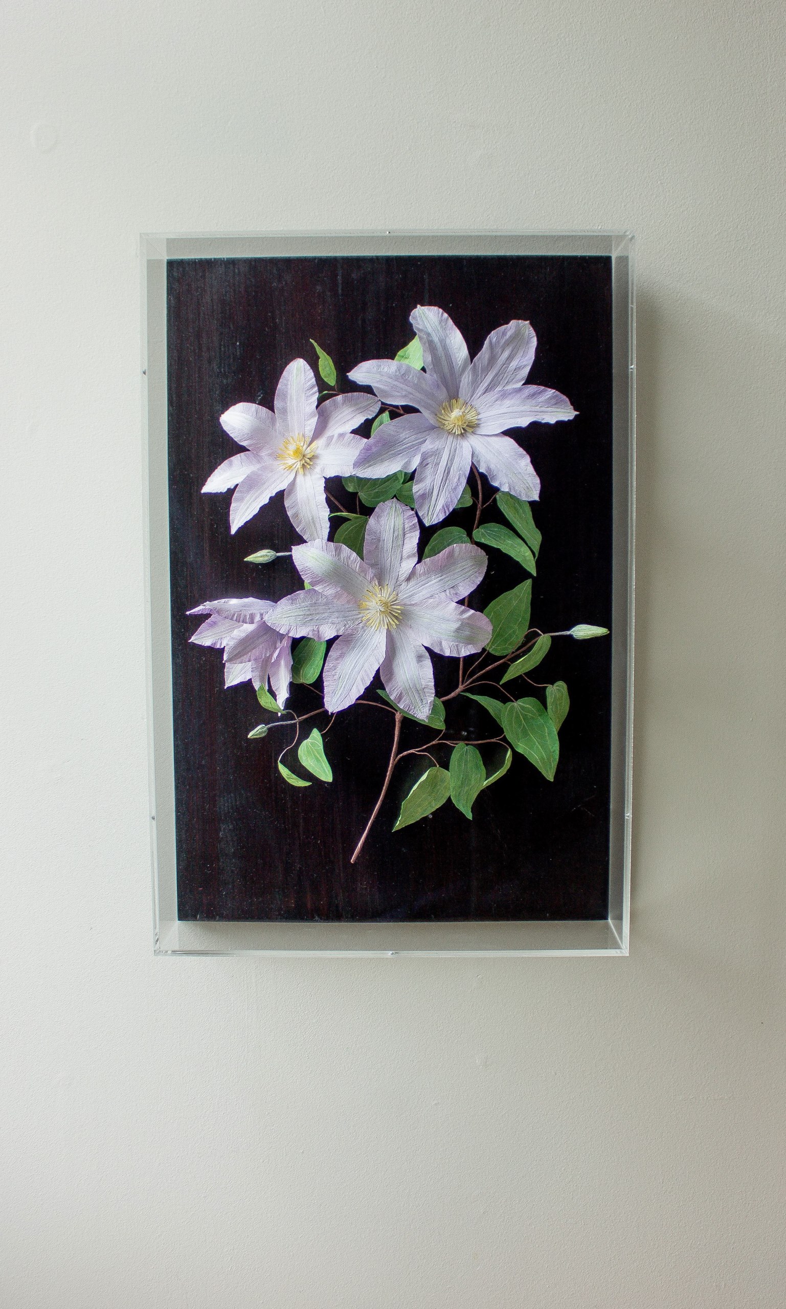 Handmade Lilac paper clematis flowers, buds and green leaves fixed to a dark wood background in an acrylic case hung on a wall.