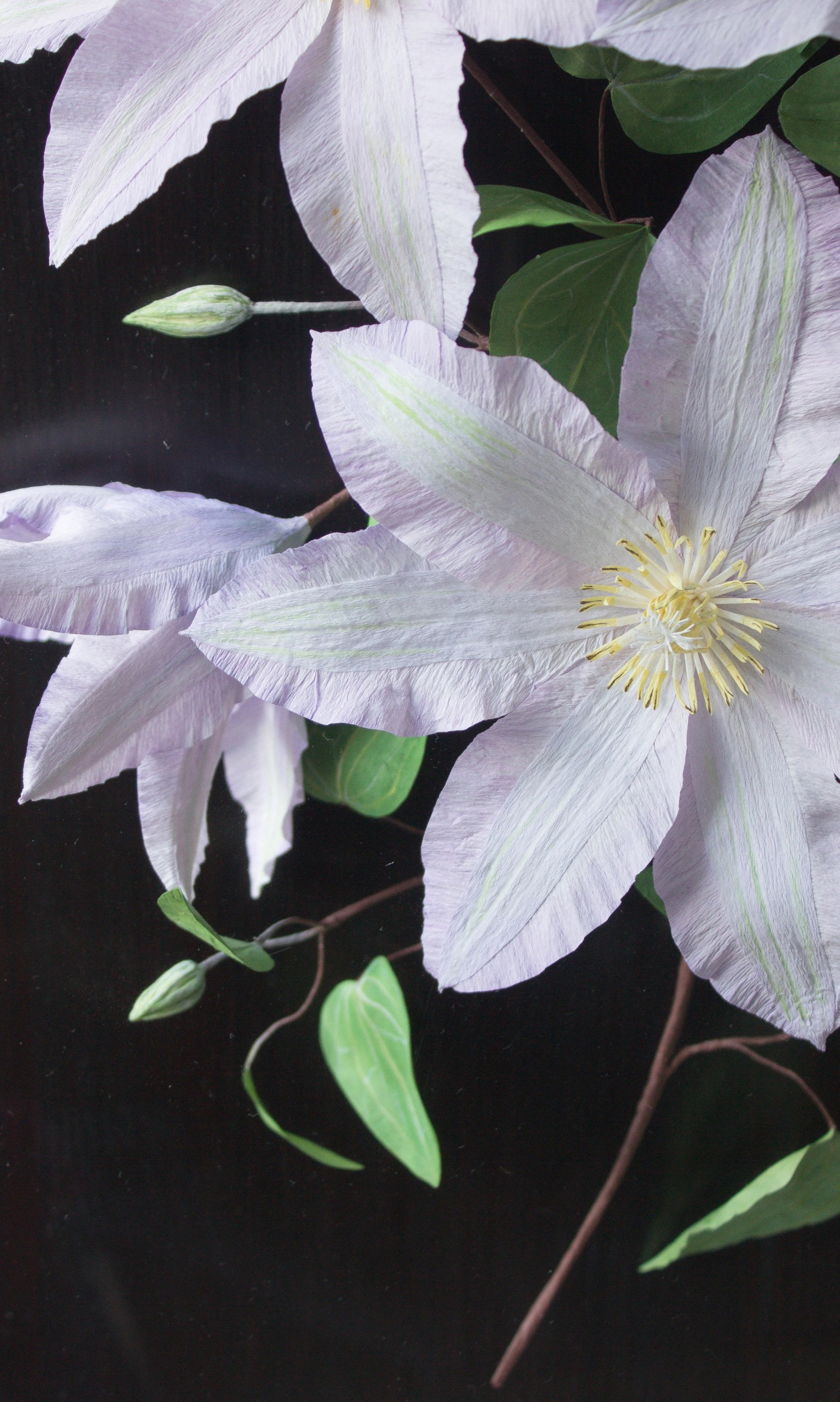 Handmade Lilac paper clematis flowers, buds and green leaves fixed to a dark wood background in an acrylic case hung on a wall. Close up detail shows the yellow stamen and crinkle in the paper petals.
