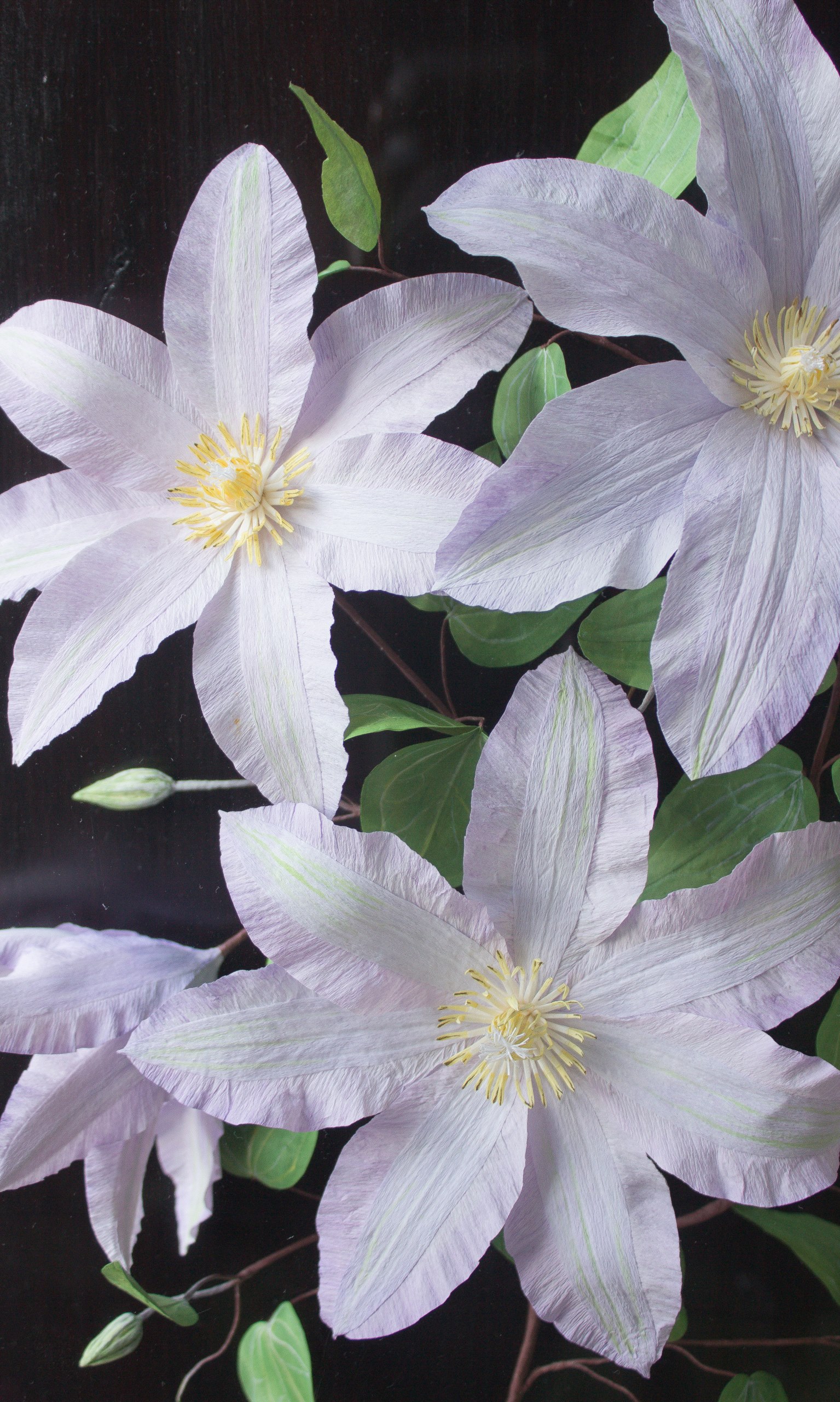 Handmade Lilac paper clematis flowers, buds and green leaves fixed to a dark wood background in an acrylic case hung on a wall. Close up detail shows the yellow stamen and crinkle in the paper petals.