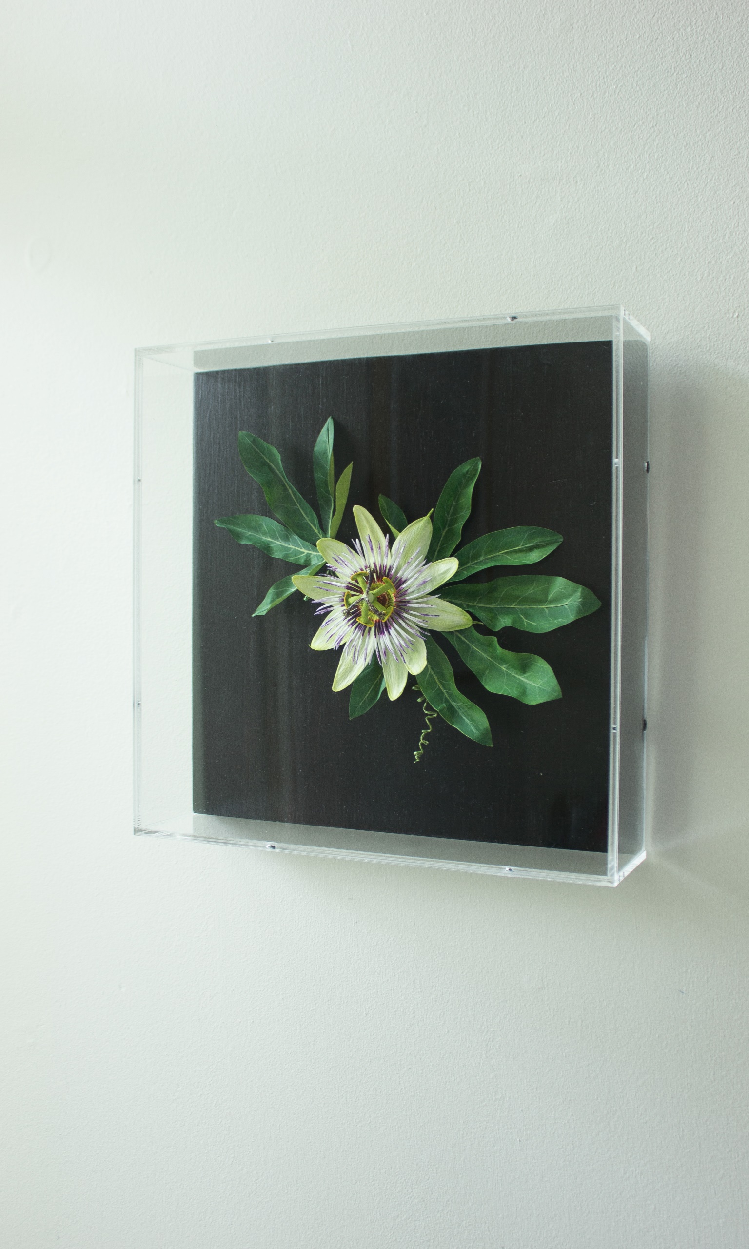 Paper passion flower with pale green petals purple spikey centre and bright green leaves and spiralling tendrils on a square dark wood back in an acrylic case and hung on a wall.