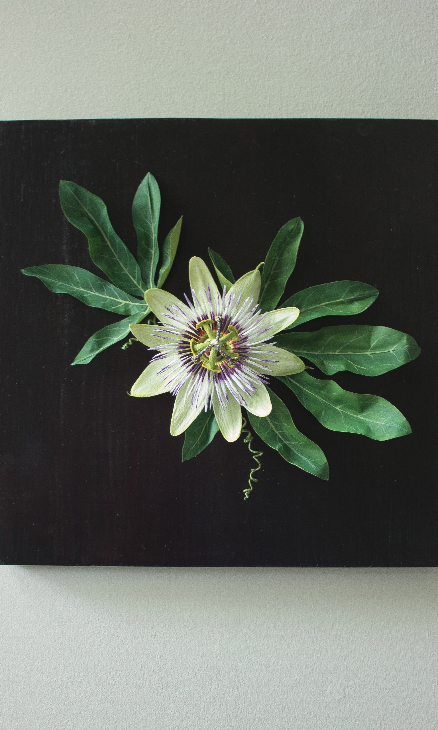 Close up of paper passion flower with pale green petals purple spikey centre and bright green leaves and spiralling tendrils on a square dark wood back.