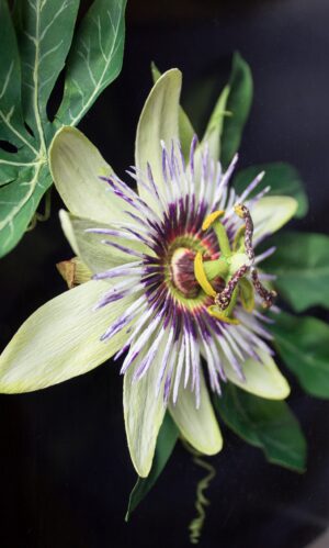 Close up of paper passion flower with pale green petals purple spikey centre and bright green leaves and spiralling tendrils on a square dark wood back.