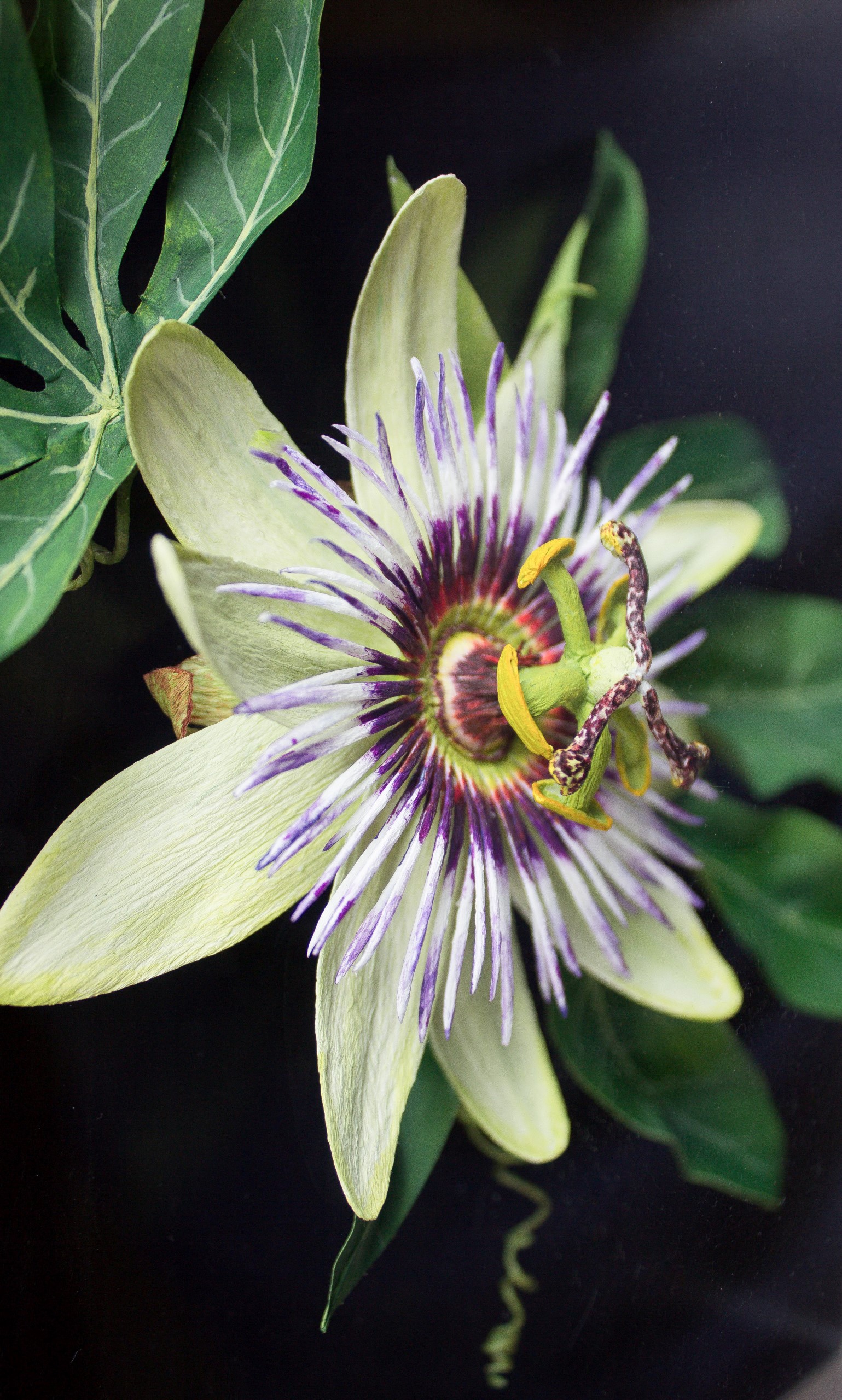Close up of paper passion flower with pale green petals purple spikey centre and bright green leaves and spiralling tendrils on a square dark wood back.
