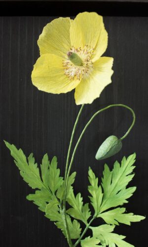 Yellow paper poppy mounted on dark wood, in a dark brown frame