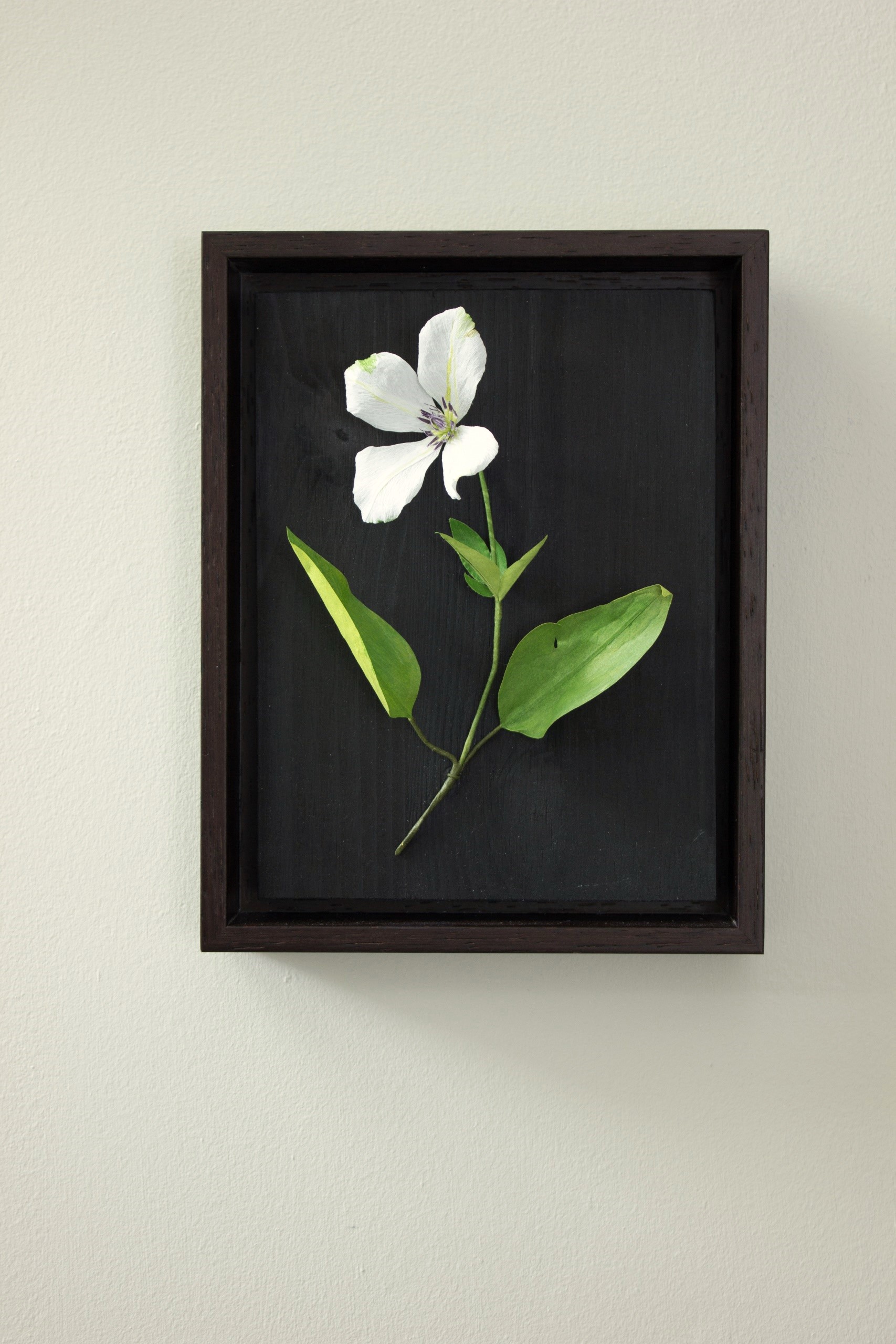 Single paper white clematis flower with two large paper leaves and three small paper leaves. Mounted on dark wood, in a dark wood frame and hung on a wall.
