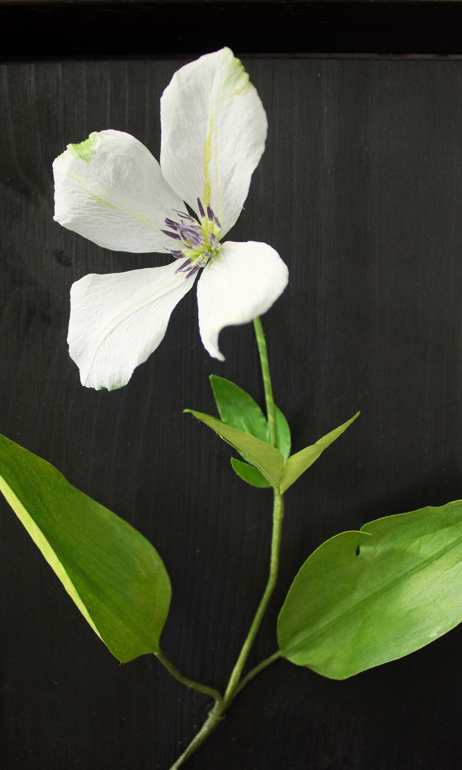 Close up of a single white paper clematis flower with two large paper leaves and three small paper leaves