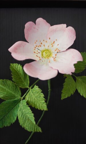 Close up of paper dog rose with pale pink petals and bushy paper leaves. Mounted on dark wood.