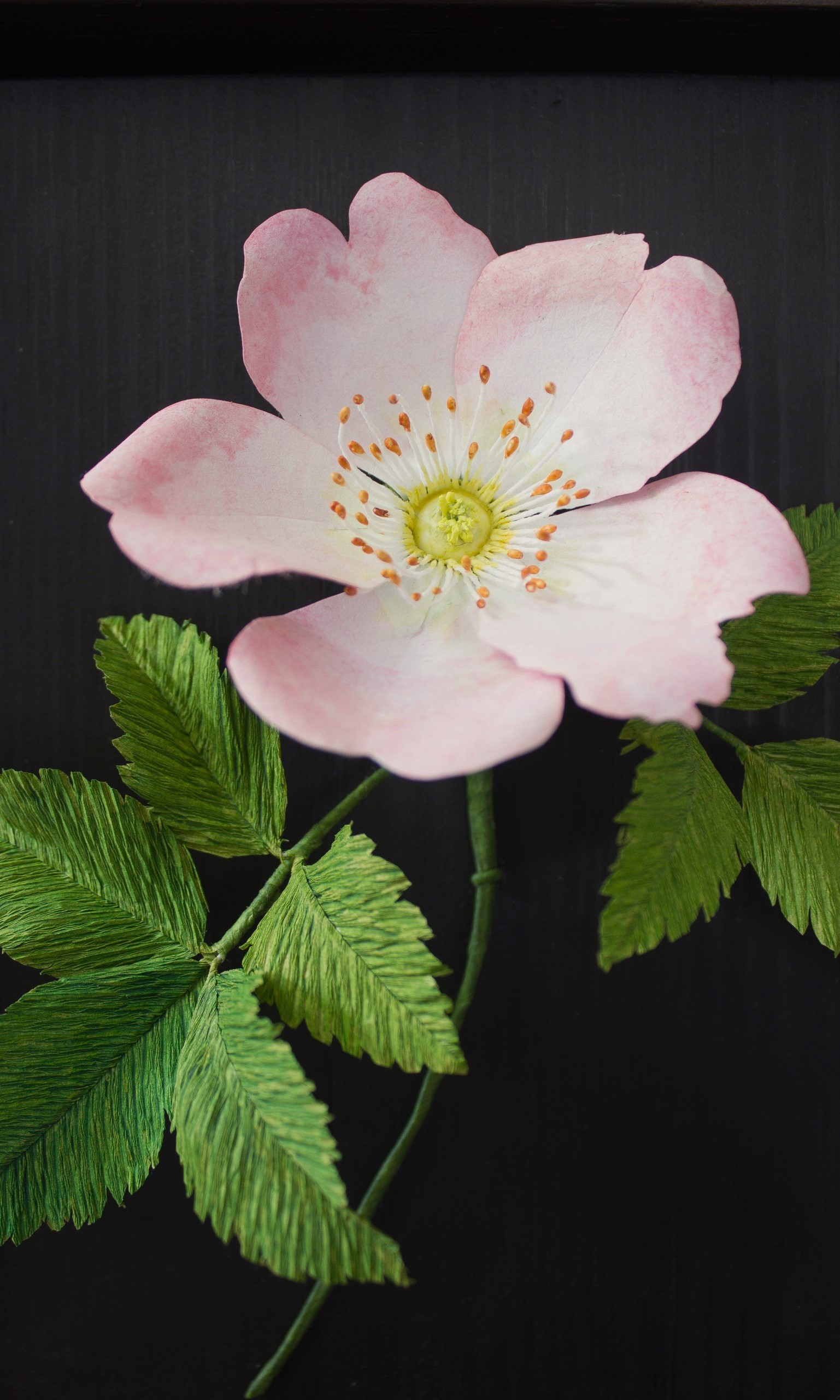 Close up of paper dog rose with pale pink petals and bushy paper leaves. Mounted on dark wood.