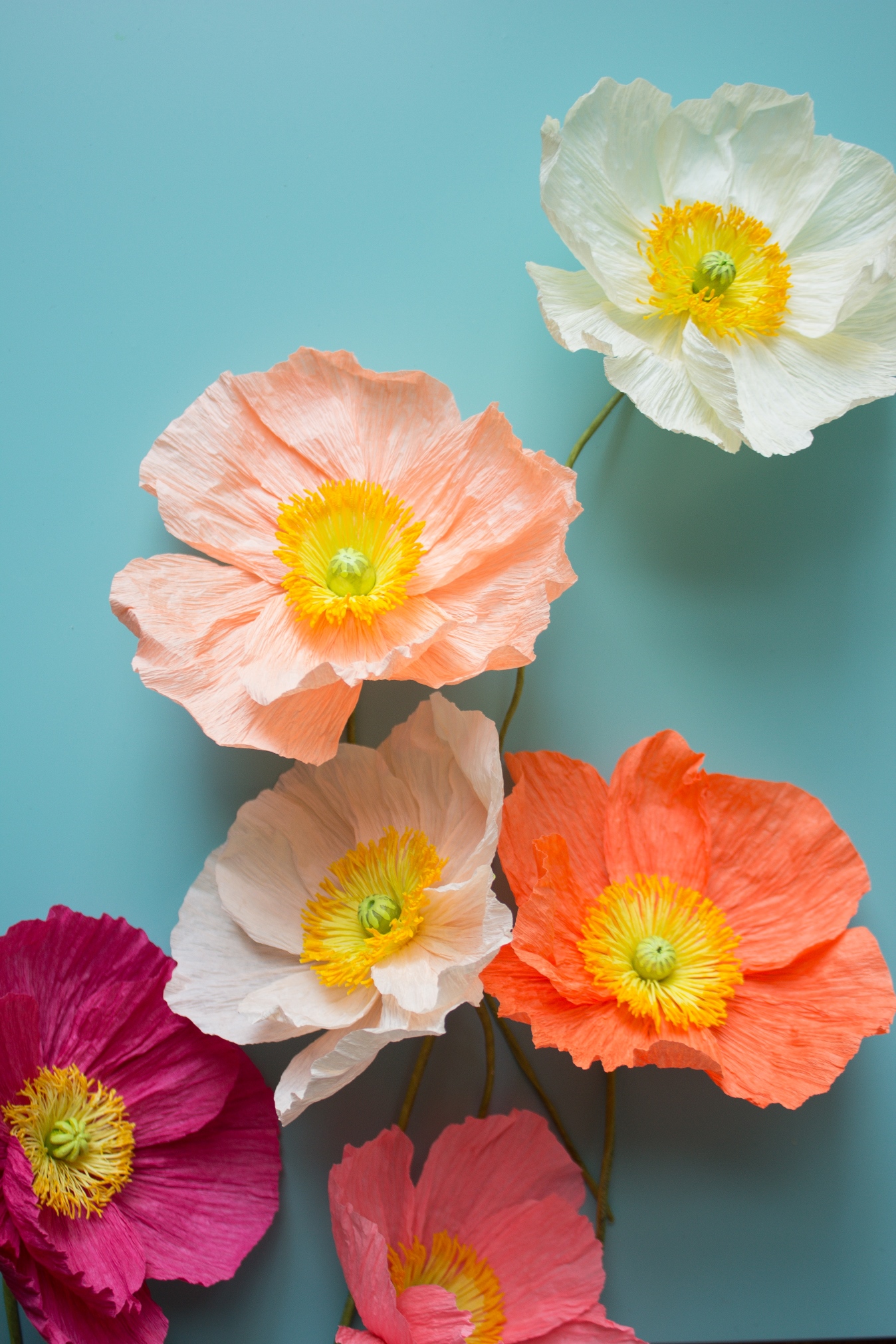 Paper iceland poppies, multicoloured