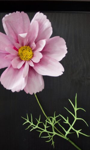 Pink Cosmos