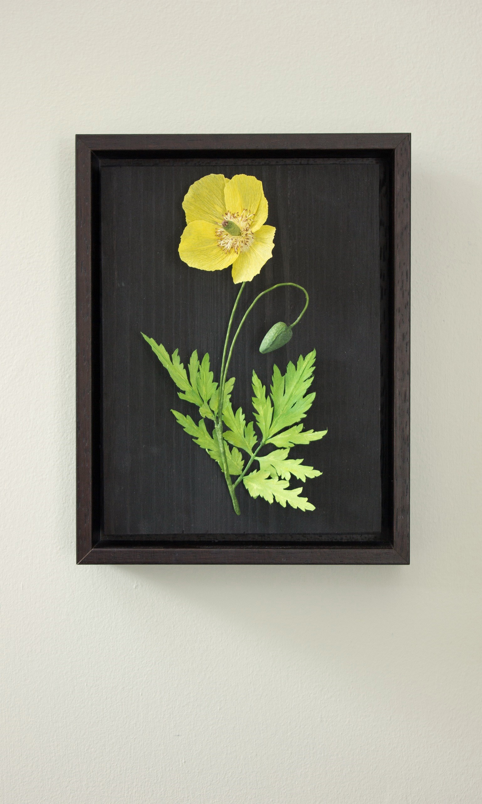 Yellow paper poppy mounted on dark wood, in a dark brown frame and hung on a wall