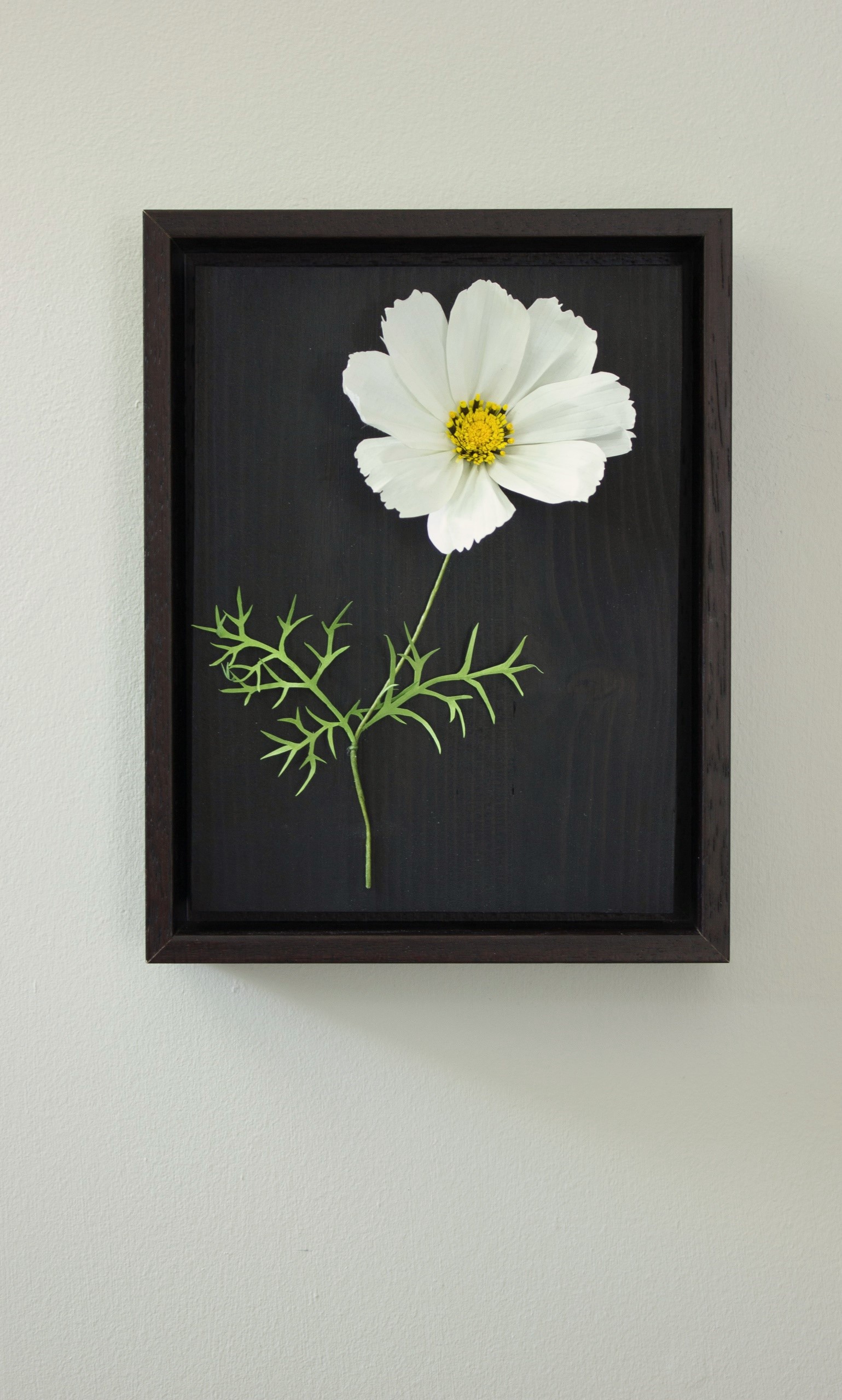 White paper cosmos with green delicate leaves. Mounted on dark wood and in a dark wood frame, hung on a wall.