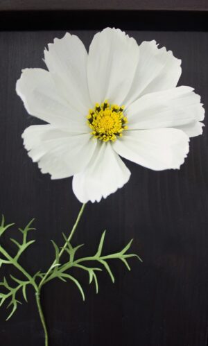 Close up of white paper cosmos with green delicate leaves. Mounted on dark wood and in a dark wood frame.