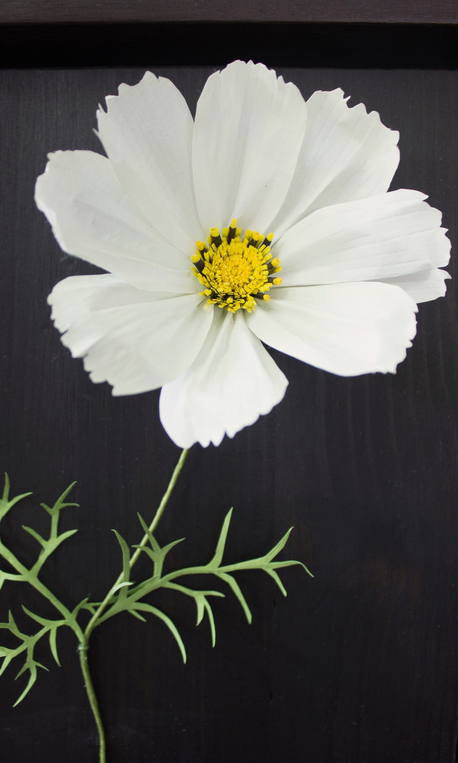 Close up of white paper cosmos with green delicate leaves. Mounted on dark wood and in a dark wood frame.