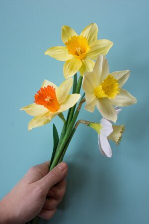 Paper daffodils