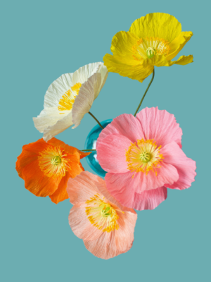 Paper poppy flowers