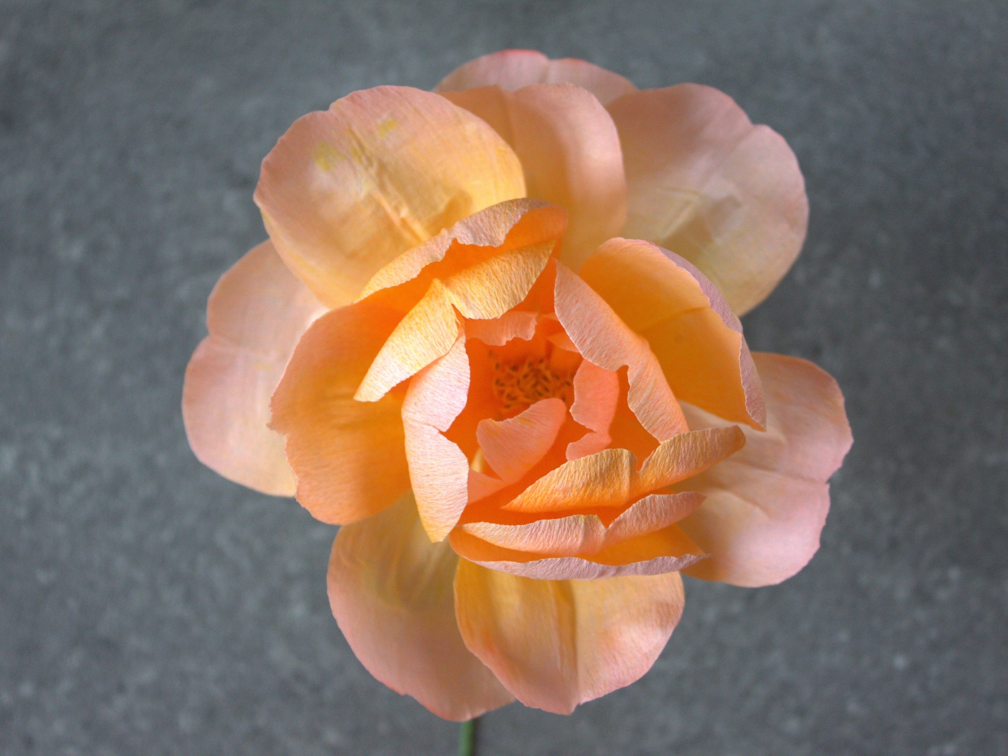 Orange paper rose