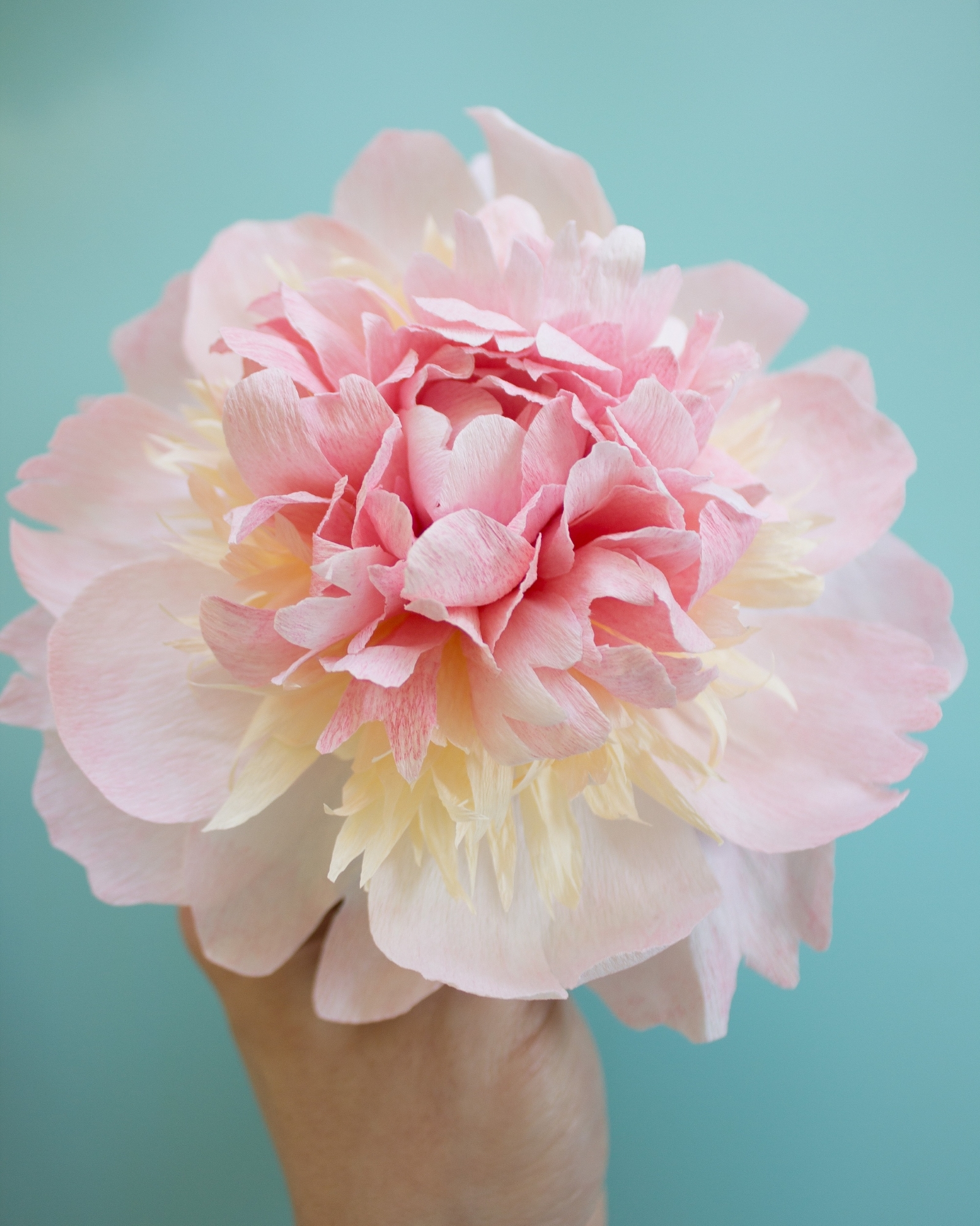 close up of pink paper peony petals