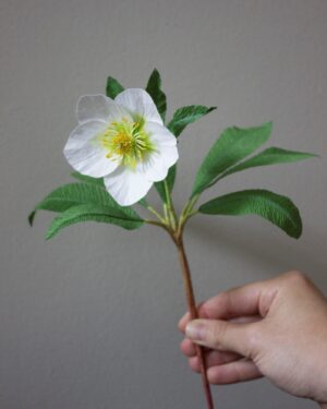 A white paper christmas rose hellebore with green leaves held by the stem