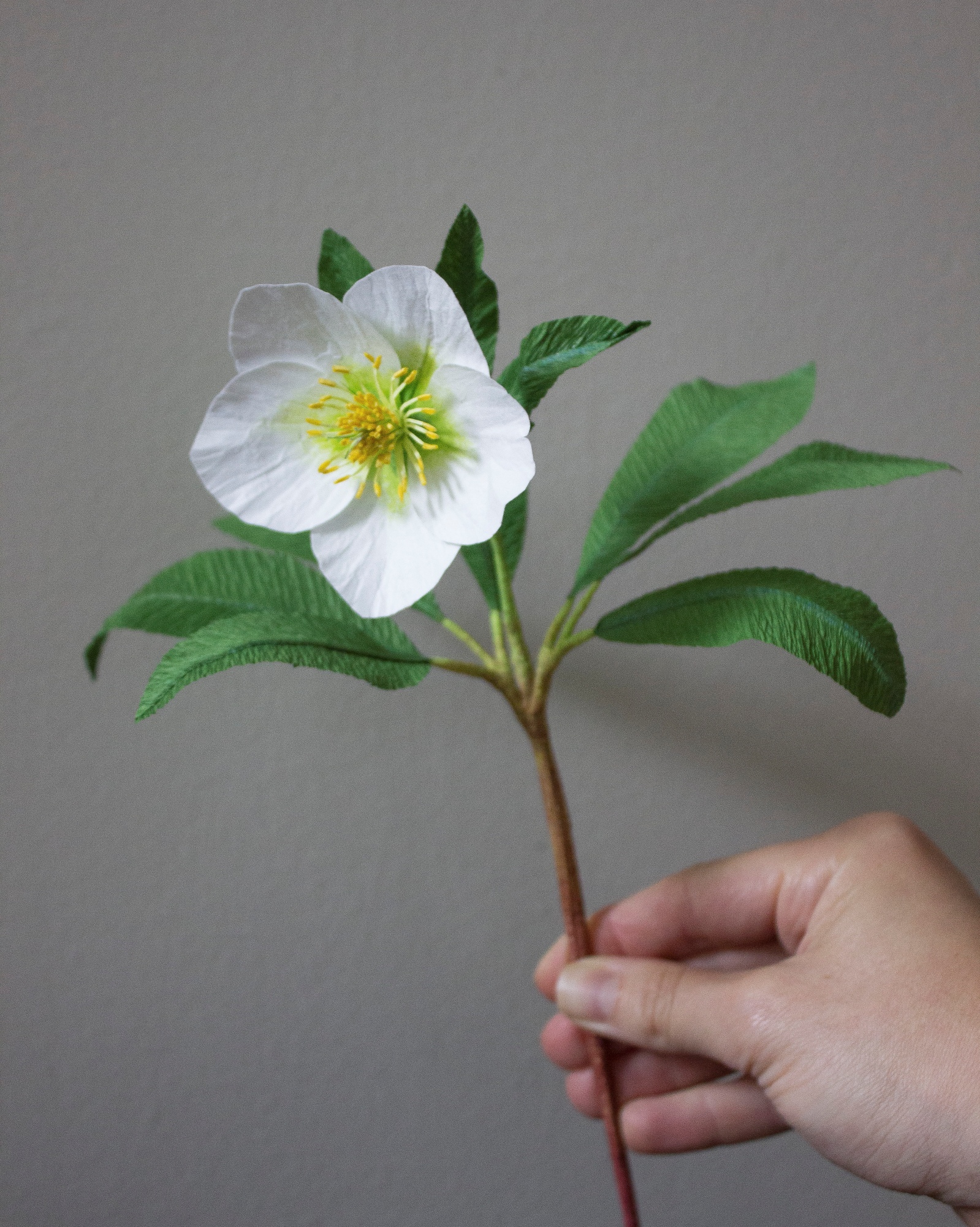 A white paper christmas rose hellebore with green leaves held by the stem
