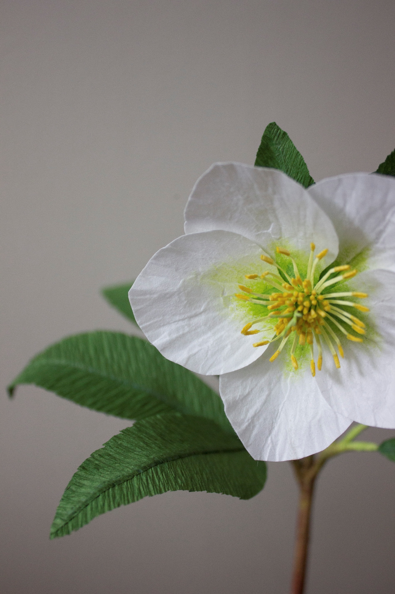 A white paper christmas rose hellebore with green leaves